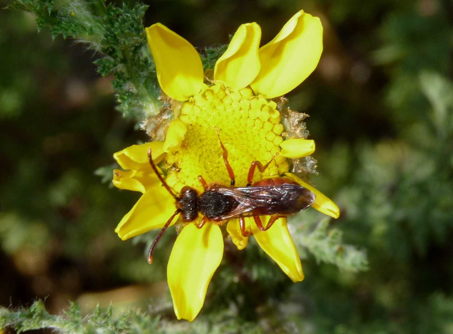 Nomada (2 specie)